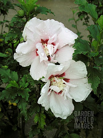 HIBISCUS_SYRIACUS_LADY_STANLEY