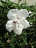 HIBISCUS SYRIACUS MORNING STAR