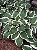 HOSTA PATRIOT