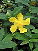 HYPERICUM CALYCINUM (ROSE OF SHARON)