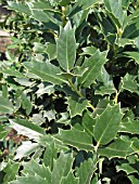 ILEX OAK LEAF (HOLLY)