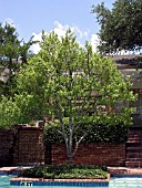 ILEX SAVANNAH IN ISLAND BED (HOLLY)