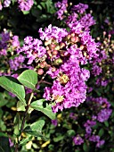 LAGERSTROEMIA