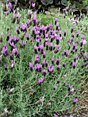 LAVANDULA STOECHAS (FRENCH LAVENDER)