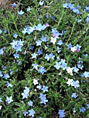 LITHODORA DIFFUSA GRACE WARD