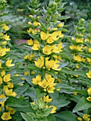 LYSIMACHIA PUNCTATA (DOTTED LOOSESTRIFE)