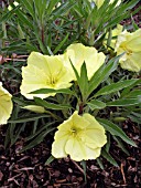 OENOTHERA MISSOURIENSIS (EVENING PRIMROSE,  OZARKS SUNDROPS)