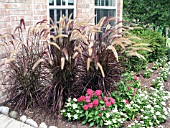 PENNISETUM SETACEUM RUBRUM (PURPLE FOUTAIN GRASS)