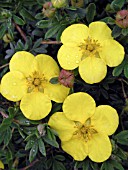 POTENTILLA FRUTICOSA GOLD STAR (SHRUBBY CINQUEFOIL)