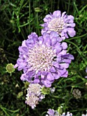 SCABIOSA BUTTERFLY BLUE (SCABIOUS)