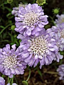 SCABIOSA BUTTERFLY BLUE (SCABIOUS)