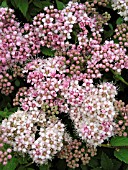 SPIRAEA JAPONICA ALPINA (NANA)