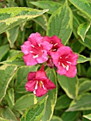 WEIGELA FLORIDA BRIGELA FRENCH LACE