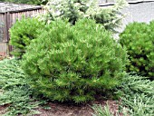 PINUS DENSIFLORA LITTLE CHRISTOPHER (PINE)