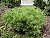 PINUS STROBUS VANDERWOLFS GREEN GLOBE (PINE)