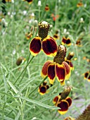 RATIBIDA COLUMNIFERA (PRAIRIE CONEFLOWER)