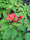 RHODODENDRON BAKERI (CUMBERLAND AZALEA)