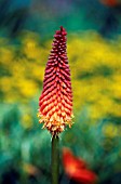 KNIPHOFIA ALCAZAR, (RED HOT POKER ALCAZAR)