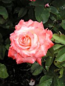 ROSA BRIGADOON