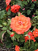 ROSA DREAM ORANGE