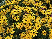 RUDBECKIA FULGIDA SULLIVANTII GOLDSTURM (CONEFLOWER)