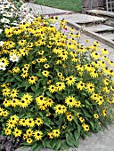 RUDBECKIA FULGIDA SULLIVANTII GOLDSTURM (CONEFLOWER)