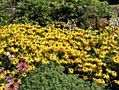 RUDBECKIA FULGIDA SULLIVANTII GOLDSTURM (CONEFLOWER)