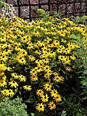 RUDBECKIA FULGIDA SULLIVANTII GOLDSTURM (CONEFLOWER)