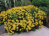 RUDBECKIA FULGIDA SULLIVANTII GOLDSTURM (CONEFLOWER)