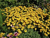 RUDBECKIA FULGIDA SULLIVANTII GOLDSTURM (CONEFLOWER)