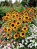 RUDBECKIA HIRTA CHEROKEE SUNSET (GLORIOSA)