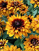 RUDBECKIA HIRTA CHEROKEE SUNSET (GLORIOSA)