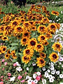 RUDBECKIA HIRTA CHEROKEE SUNSET (GLORIOSA)