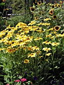 RUDBECKIA HIRTA PRAIRIE SUN (GLORIOSA)