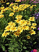 RUDBECKIA HIRTA PRAIRIE SUN (GLORIOSA)