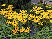 RUDBECKIA HIRTA INDIAN SUMMER (GLORIOSA)