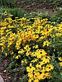 RUDBECKIA HIRTA INDIAN SUMMER (GLORIOSA)