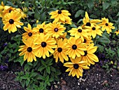 RUDBECKIA HIRTA INDIAN SUMMER (GLORIOSA)