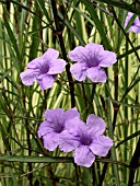 RUELLIA BRITTONIANA (MEXICAN PETUNIA)