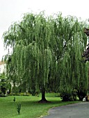 SALIX BABYLONICA (WEEPING WILLOW)