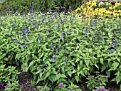 SALVIA GUARANITICA BLACK & BLUE