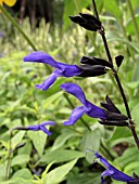 SALVIA GUARANITICA BLACK & BLUE