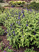 SALVIA GUARANITICA BLACK & BLUE