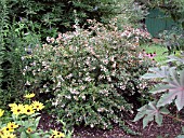 ABELIA GRANDIFLORA (RPESTRIS)