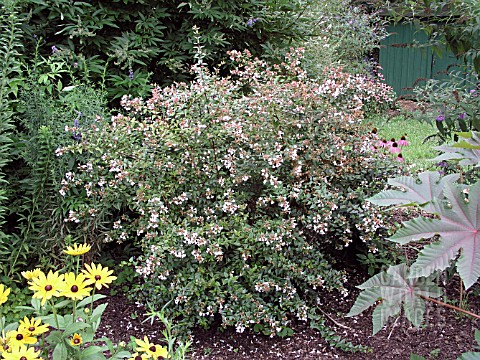 ABELIA_GRANDIFLORA_RPESTRIS