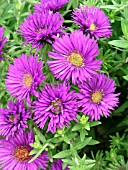 ASTER NOVI BELGII PURPLE DOME (MICHAELMAS DAISY)