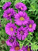 ASTER NOVI BELGII PURPLE DOME (MICHAELMAS DAISY)