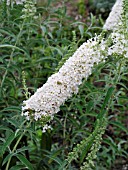 BUDDLEIA DAVIDII WHITE PROFUSION (BUTTERFLY BUSH)