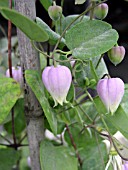 CLEMATIS VERSICOLOR (LEATHERFLOWER)