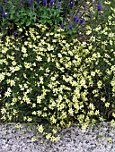 COREOPSIS VERTICILLATA MOONBEAM (TICKSEED)